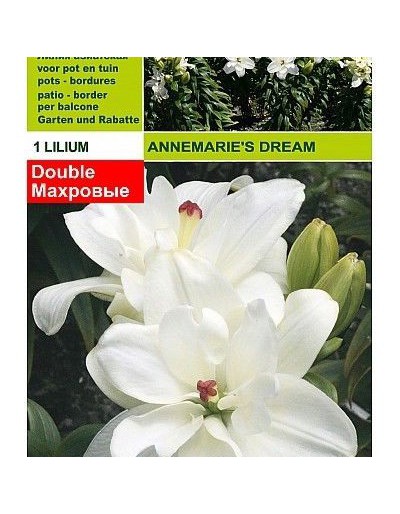 Lillium annamarie's dream 1...