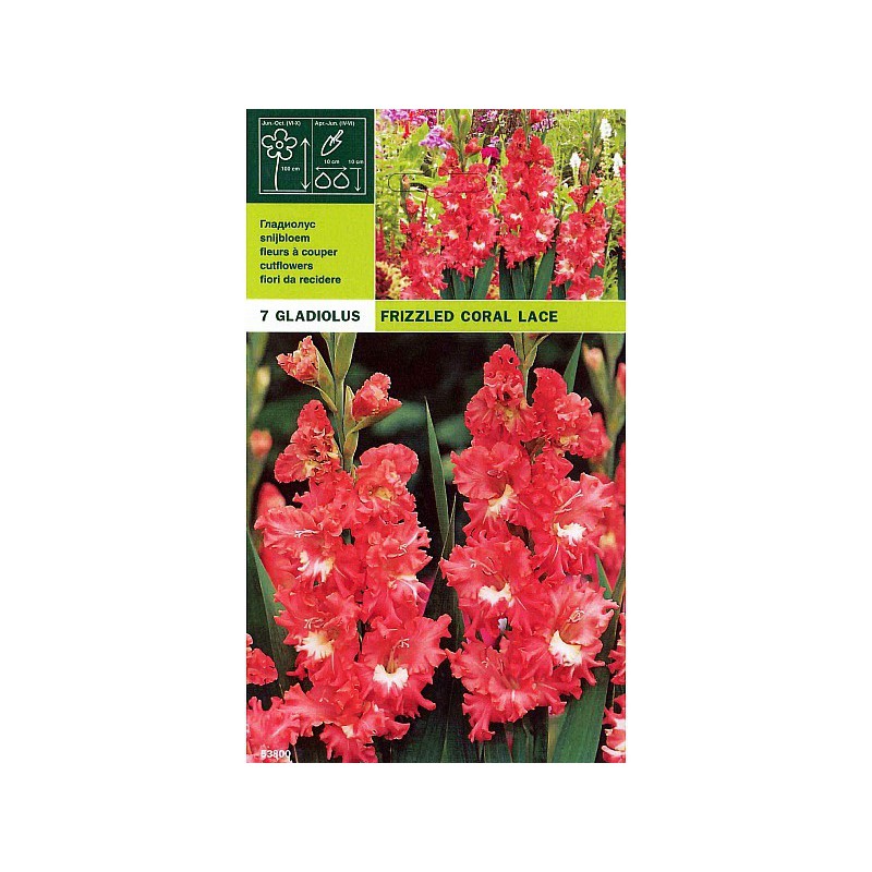 Gladioli Packung 7 Glühbirnen