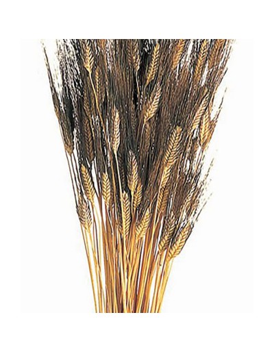 Dried wheat