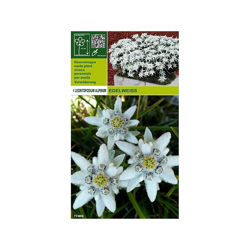 Edelweiss