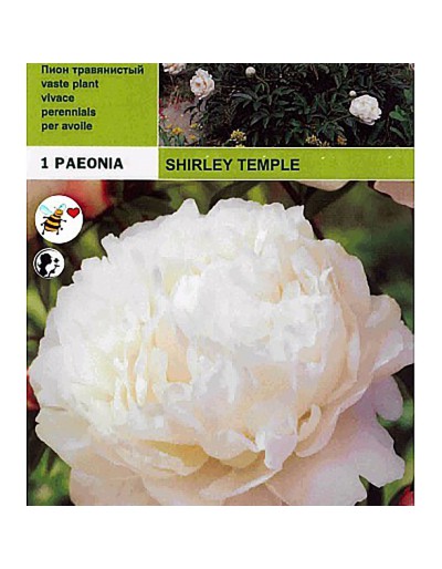 Peonyrose shirley tempel