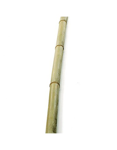 Canne en bambou 2 m