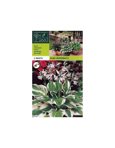 Hosta albo margem 1 raiz