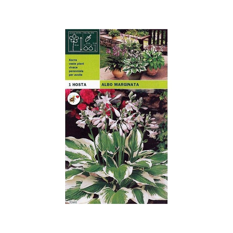 Hosta albo margem 1 raiz