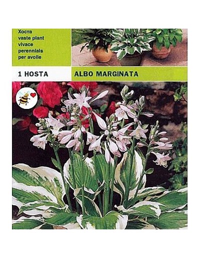 Hosta albo margem 1 raiz