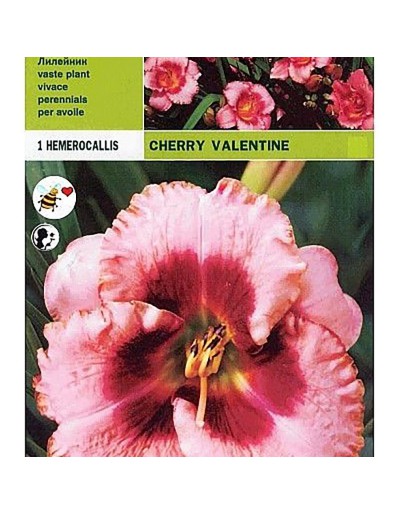 Hemerocallis Kirsche valentine 1 Wurzel