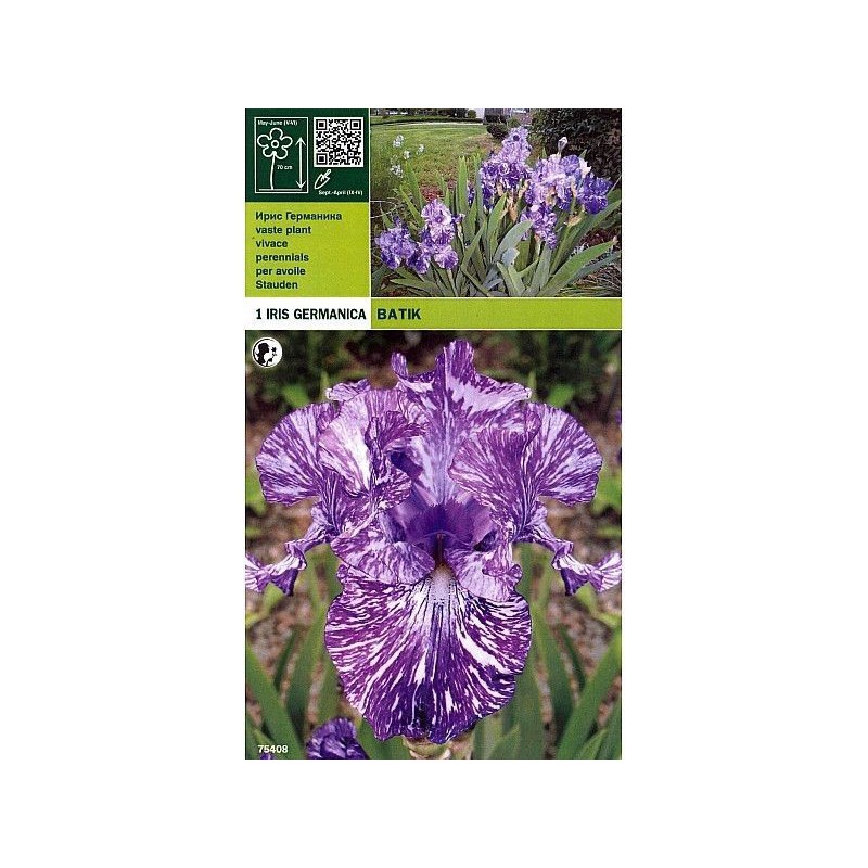 Iris Germanic batik 1 root Iris Germanic batik 1 root
