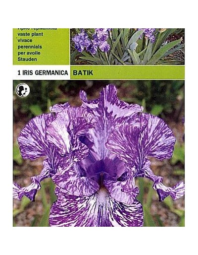 Iris Germanic batik 1 Wurzel