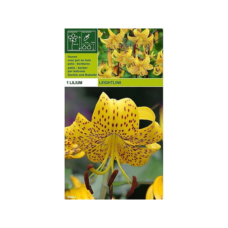 Lillium tigrinum leightlinii 1 Glühbirne Lillium tigrinum leightlinii 1 Glühbirne