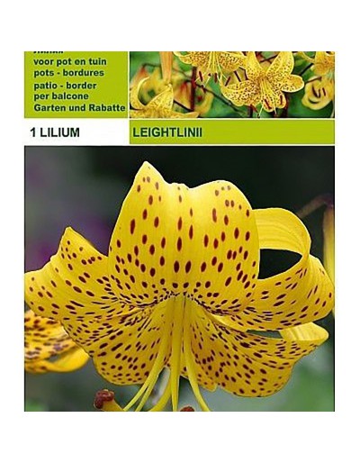 Lillium tigrinum leightlinii 1 Glühbirne