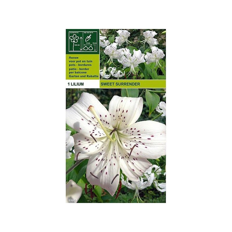 Lillium tigrinum sweet surrener 1 bulb Lillium tigrinum sweet surrener 1 bulb