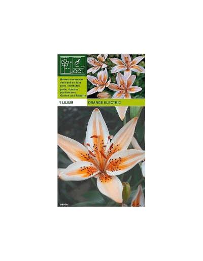 Lillium asiatic laranja elétrica 1 lâmpada