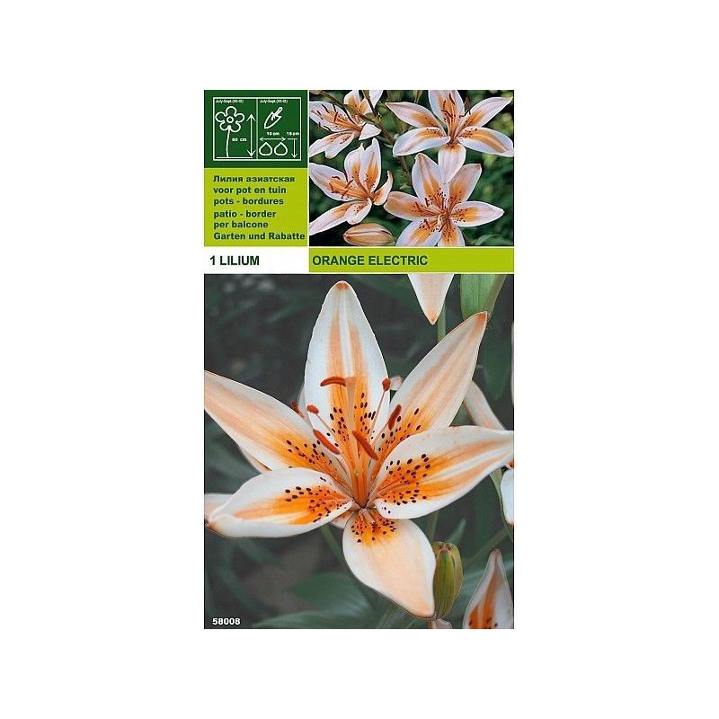 Lillium asiatic laranja elétrica 1 lâmpada