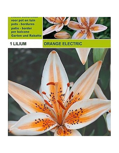 Lillium asiatisk orange elektrisk 1 glödlampa