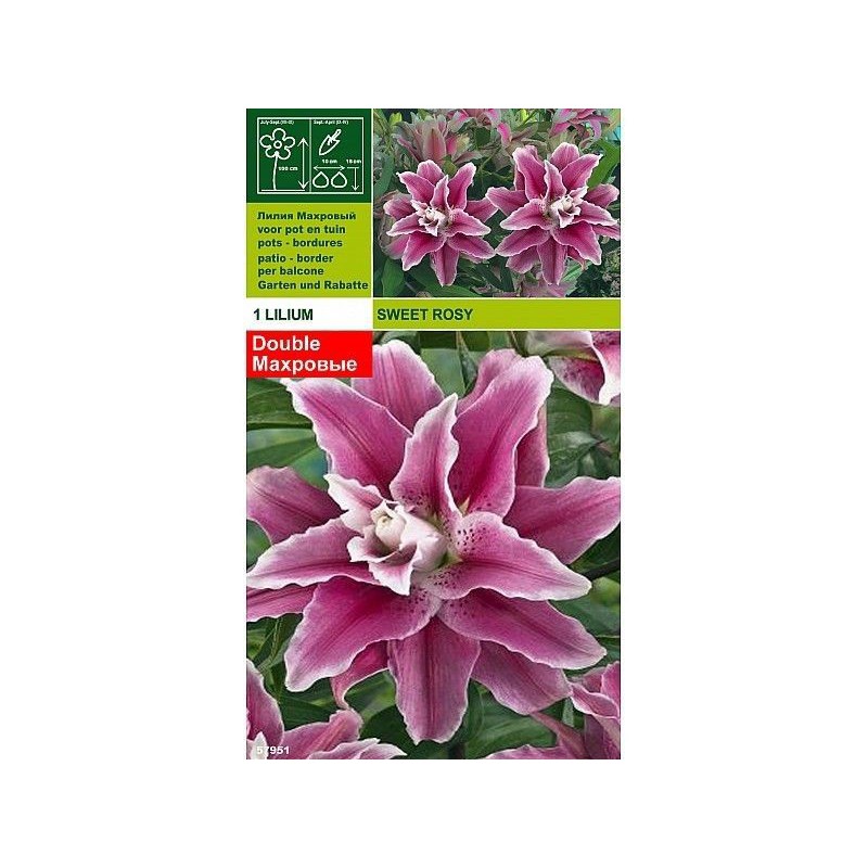 Lillium doce rosado 1 lâmpada