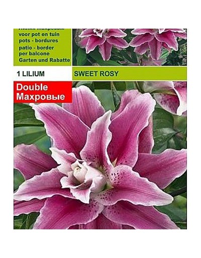 Lillium sötrosa 1 glödlampa