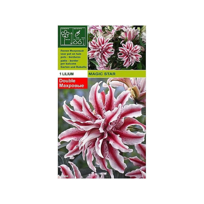 Lillium magic star 1 bulb