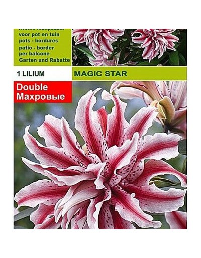 Lilium étoile magique 1 ampoule