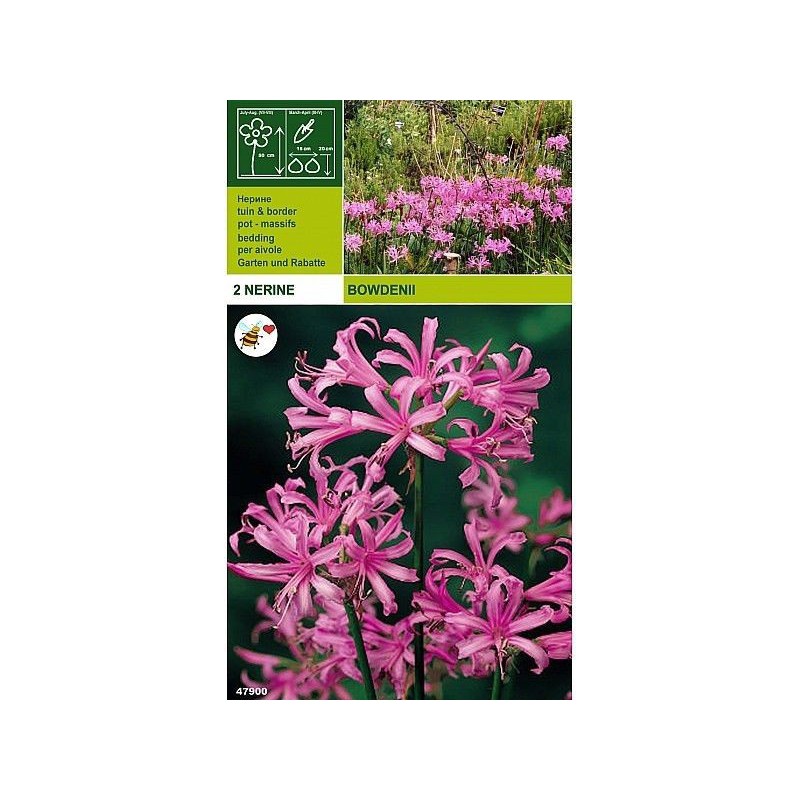 Nerine bowdenii 2 bulbs