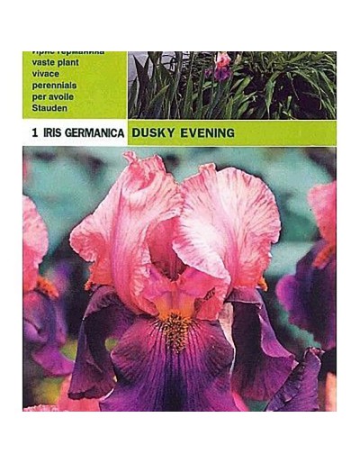 Iris germanica dusky evening 1 root