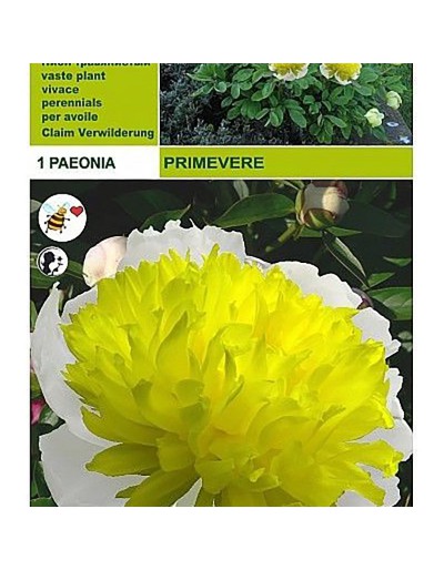 Peonyrose primevere 1 korzeń