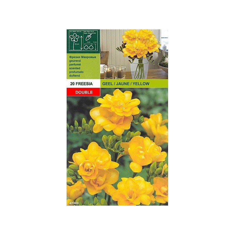 Freesia double yellow 20 bulbs