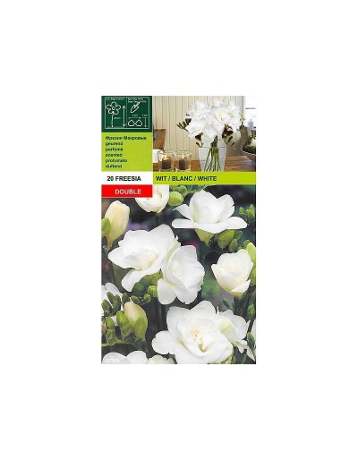 Freesia dupla branca 20 lâmpadas