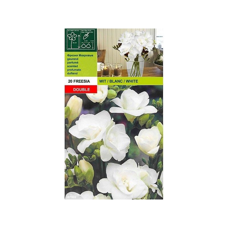 Freesia double white 20 bulbi