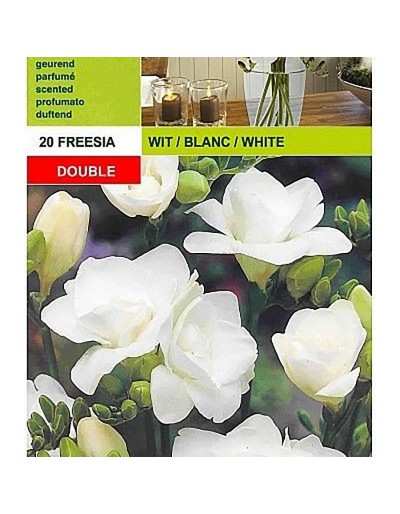 Freesia dupla branca 20 lâmpadas