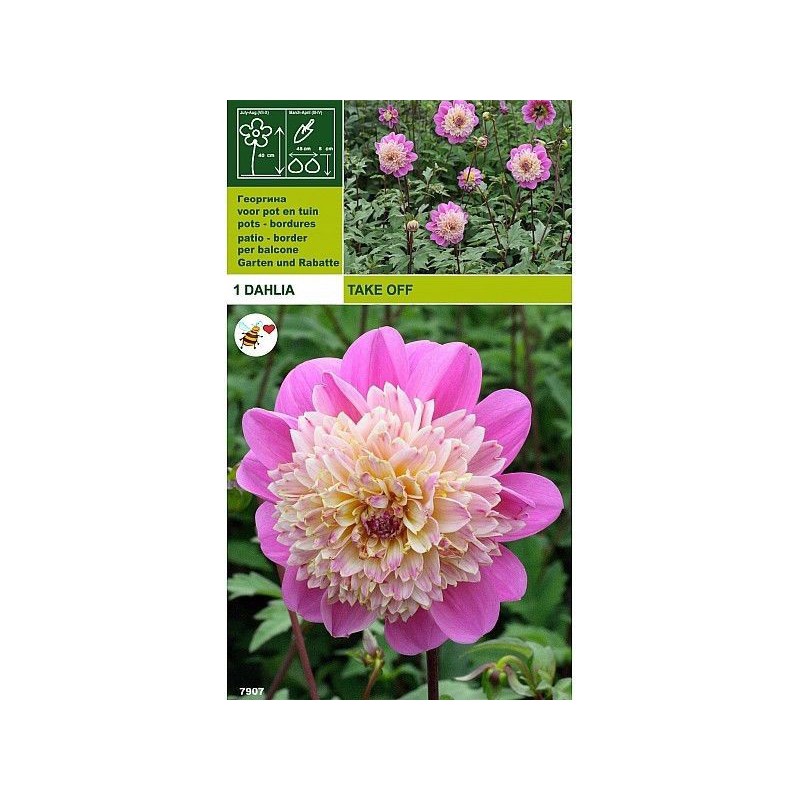 Dahlia ta av 1 glödlampa