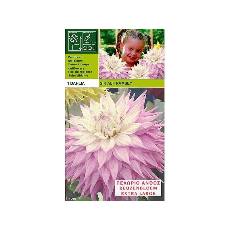 Dahlia dinnerplate sir alf.ramsey 1 bulbo