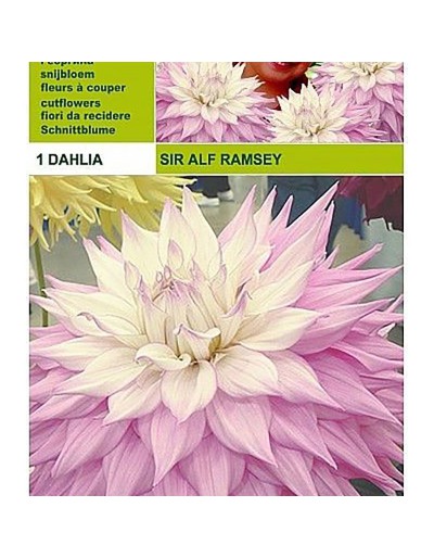 Dahlia Dinnerplate Sir alf.ramsey 1 Glühbirne