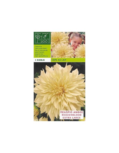 Dahlia dinnerplate cafe au lait 1 bulb