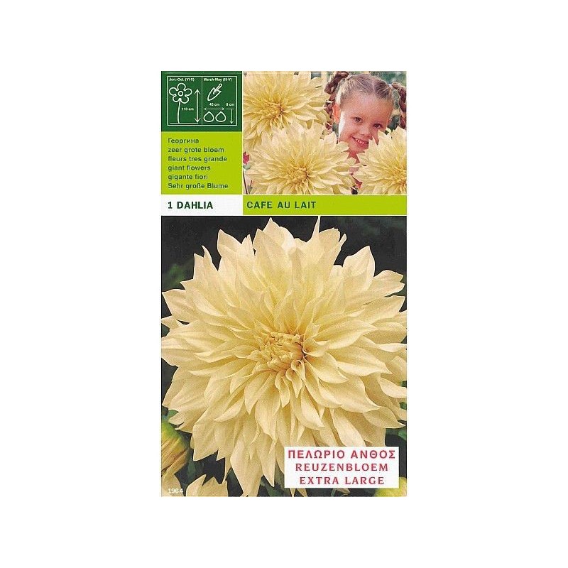 Dahlia dinnerplate cafe au lait 1 bulb