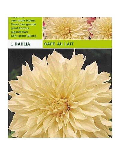 Dahlia dinnerplate cafe au lait 1 bulb