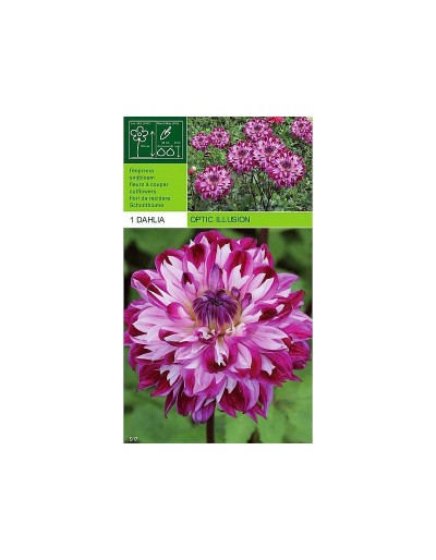 Dahlia decorative optical illusion 1 bulb