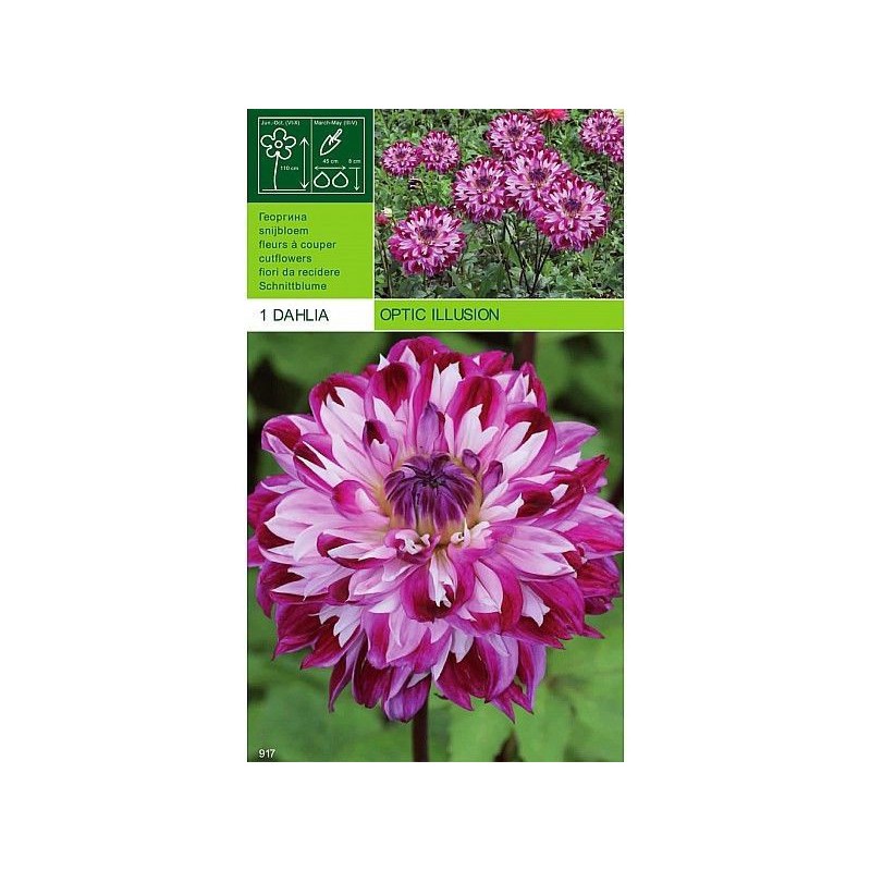 Dahlia decorative optical illusion 1 bulb