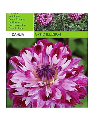 Dahlia decorative optical illusion 1 bulbo