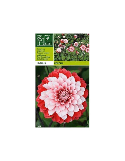 Lâmpada decorativa dahlia rexona 1