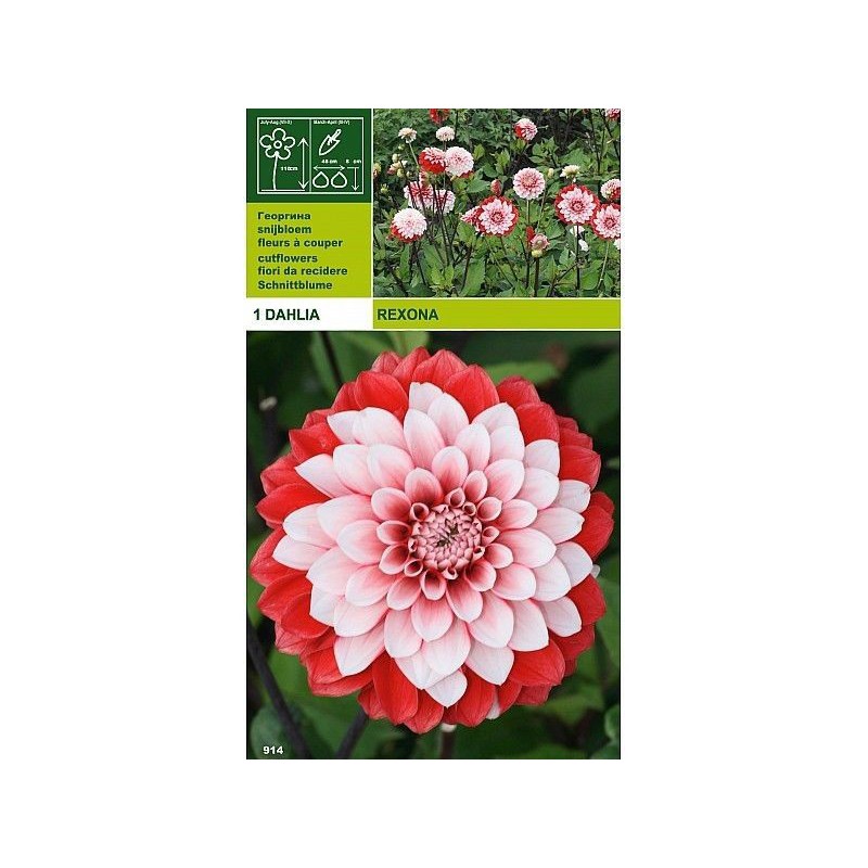 Dekorativ dahlia rexona 1 glödlampa