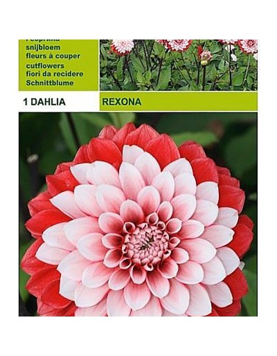 Dahlia decorative rexona 1 bulbo