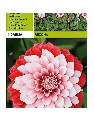 Lâmpada decorativa dahlia rexona 1