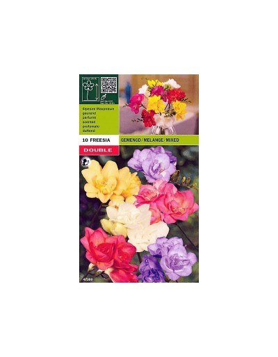 Freesia double mixed 10 bulbi