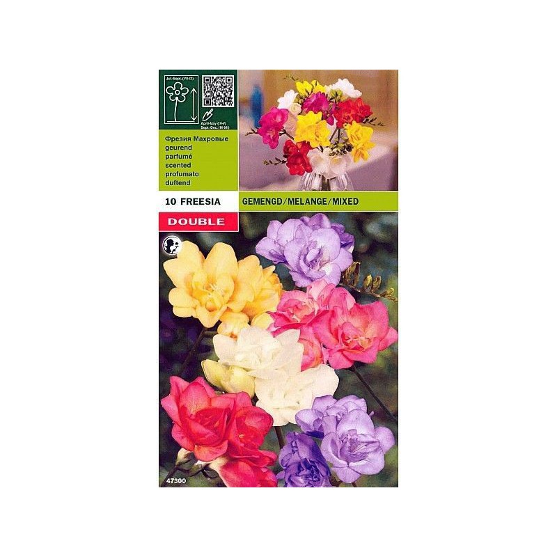 Freesia doppel gemischt 10 Glühbirnen