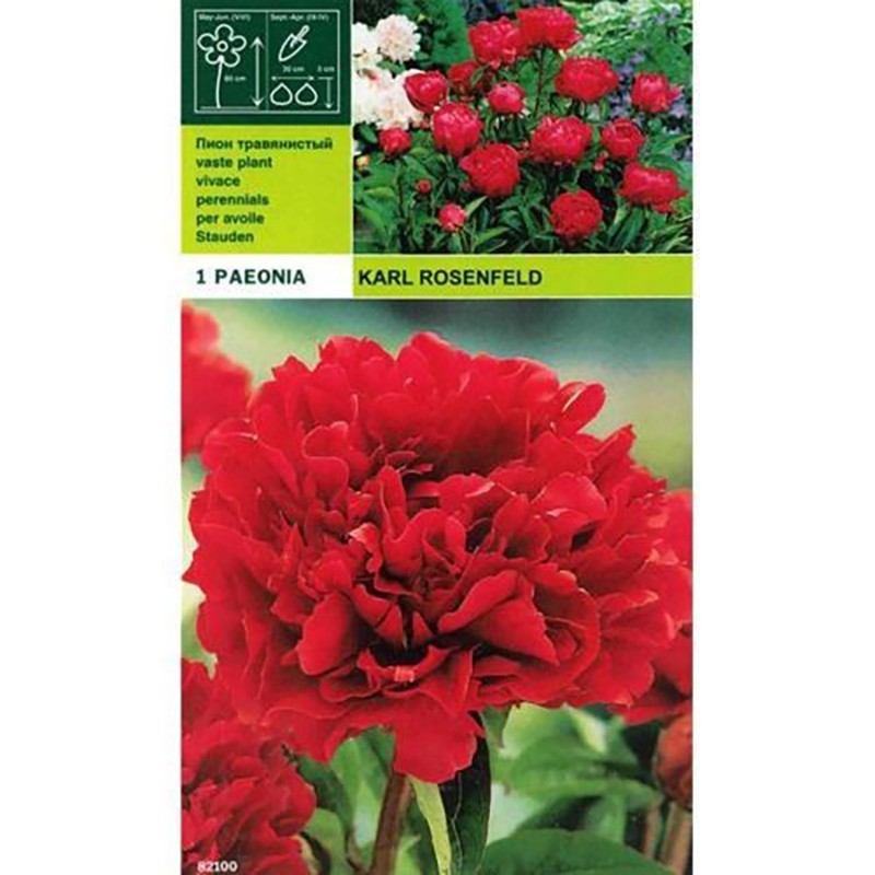 Peonyrose karl rosenfeld 1 radice