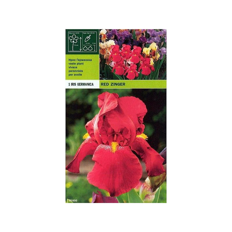 Iris germanic red zinger 1 wurzel