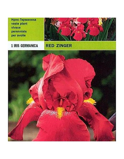 Íris germânica zinger vermelho 1 raiz