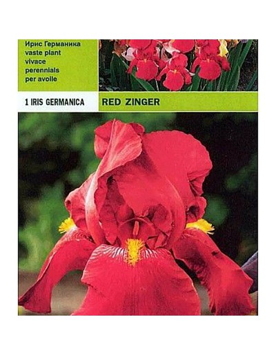 Iris germanic red zinger 1 wurzel