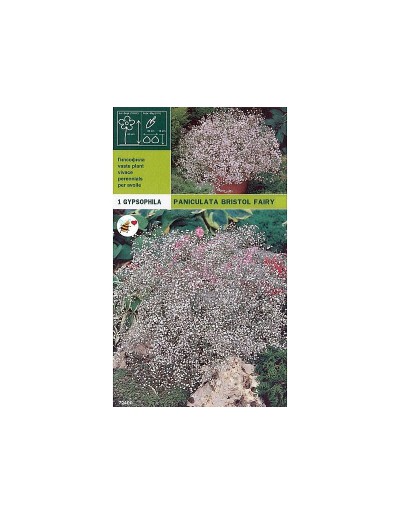 Bulbi gypsophyla paniculata bristol fada 1 bulbo