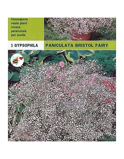 Lökar gypsophyla paniculata bristol fairy 1 glödlampa